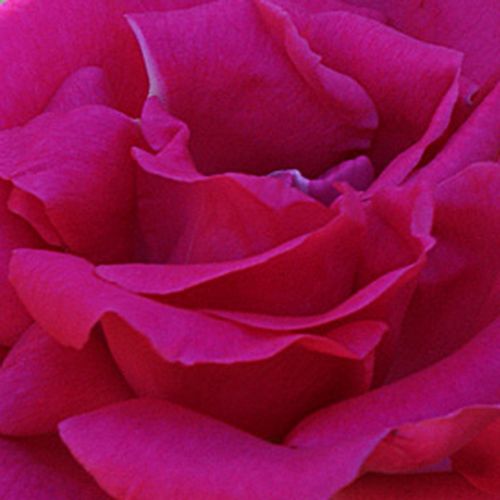 Comprar rosales online - Rosa - Rosas trepadoras (Climber) - rosa de fragancia intensa - Rosal Silver Jubilee - Bizot - Es una rosa Bourbon con tallos de color lila que casi no tiene ninguna espina. De aquí ha recibido su nombre: Rosa sin espinas